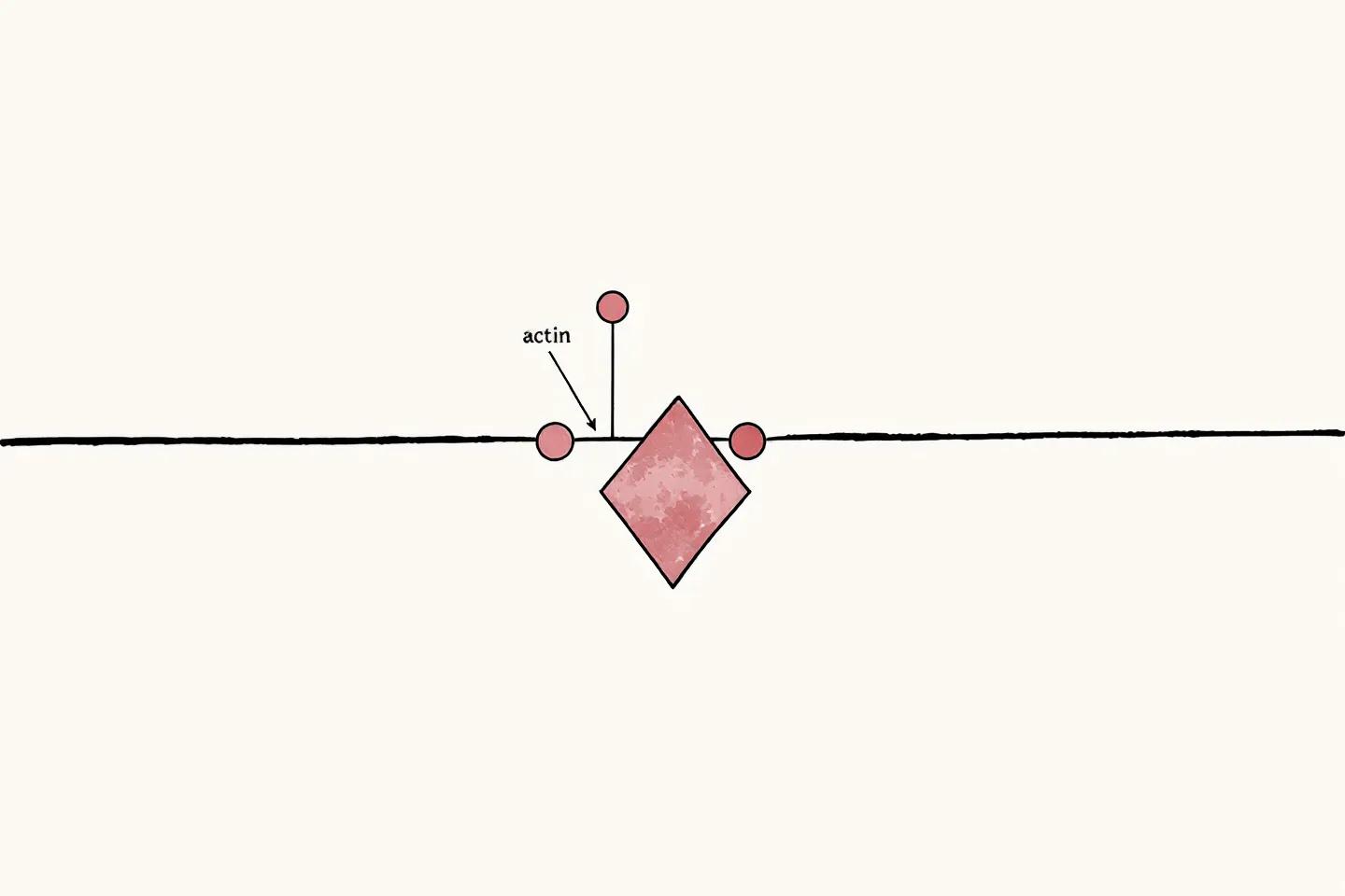Illustrated plate of Thymosin Beta-4 actin sequestration